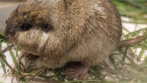 En unos mapas se señaló con rojo las zonas donde se detectó la presencia de este roedor de dientes rojizos, y es cercano a la zona de la viña... / Foto Gentileza Bodega Argento