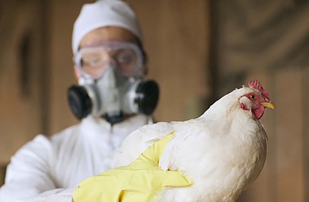 Un paciente del estado estadounidense de Luisiana se convirtió en la primera víctima mortal de la gripe aviar, Imagen ilustrativa