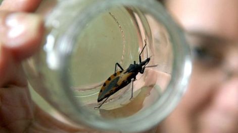 Alto subdiagnóstico por enfermedad de Chagas: 7 de cada 10 personas con la enfermedad desconocen tenerla