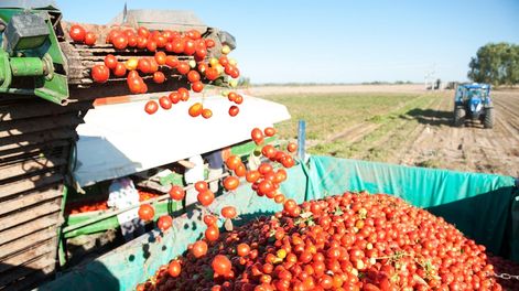 Los Andes | La producción de materia prima local de tomate alcanzará este años para abastecer a la industrias. Foto: Gentileza INTA