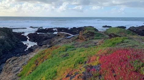 Los Andes | El lugar más “Mendocino” de California: un paraíso colonial oculto de bosques, naturaleza, ríos y mar azul. Foto: Facebook Love the Mendocino Coast