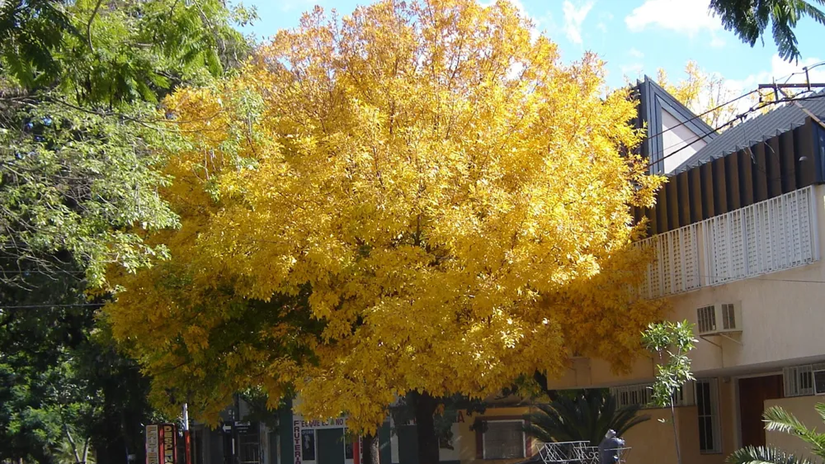 El árbol que crece rápido, resiste a todas las tormentas y no necesita un cuidado constante