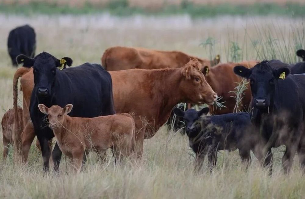 La faena vacuna cay&oacute; en el primer trimestre de 2026