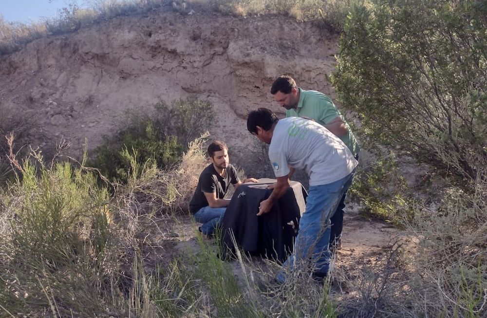 Compromiso de la Ciudad con la conservación de la fauna silvestre de su territorio: se rescató un zorro gris