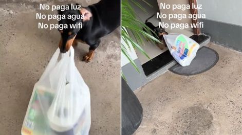 El perro viral de TikTok.