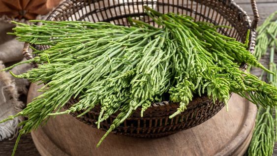 Al Equisetum arvense L. lo conocemos popularmente como “Cola de caballo”, debido a su forma, o como “Limpia plata”, ya que sus cenizas y hojas han sido usadas desde la antigüedad para pulir metales.