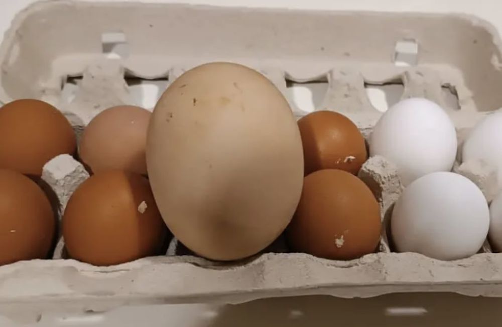 Esta es la primera vez que Pedro y Lorena experimentan algo así, ya que hasta ahora sus gallinas habían producido huevos de tamaño normal. Gentileza: Clarín.