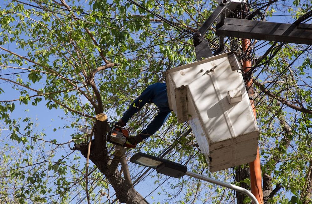 Cronograma de arbolado y desinfección para la última semana de julio
