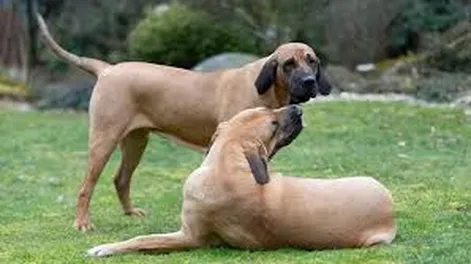 El perro que atacó al niño en San Martín no había recibido adiestramiento pese a las alertas en su comportamiento.