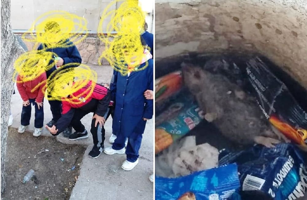 La aparición de ratas muertas en una escuela de Ciudad generó ...