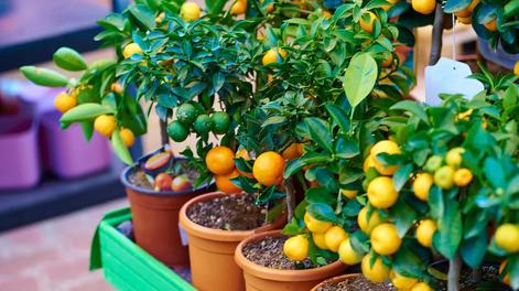 10 árboles frutales que prosperan en macetas y son perfectos para jardines pequeños
