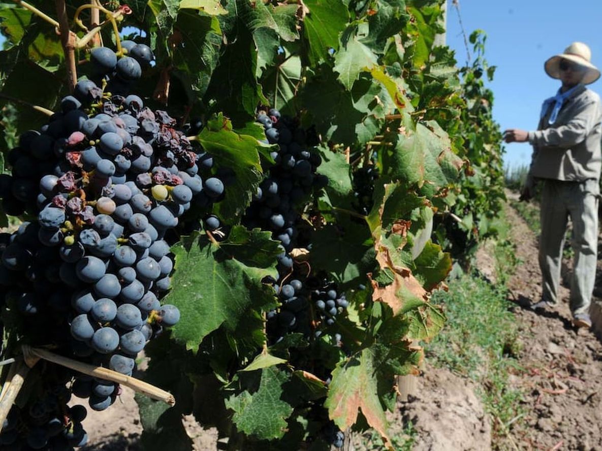 Los contratistas de viña están complicados por los salarios bajos y la caída del precio de la uva y del vino