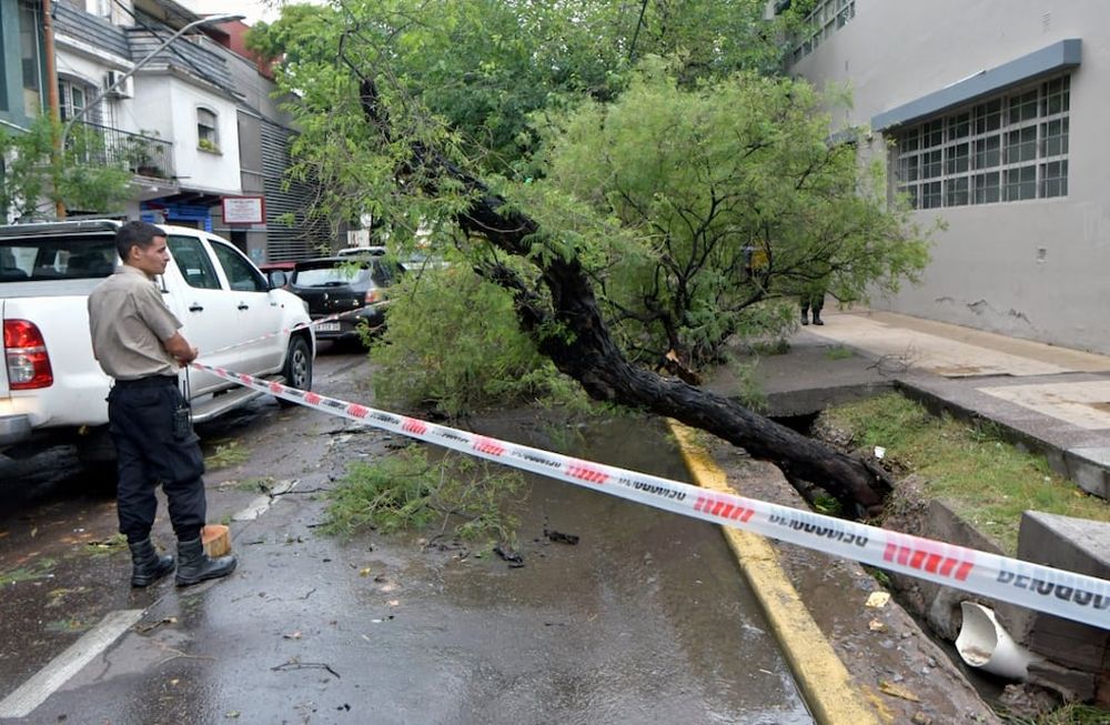 Por las lluvias de esta madrugada y mañana, hubo ramas, árboles caídos y hasta un techo derrumbado. Este árbol cayó en Garibaldi y José Federico Moreno. Foto: Orlando Pelichotti / Los Andes.