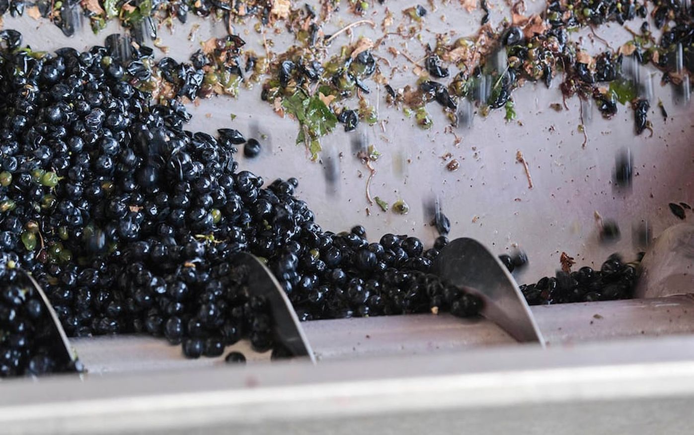 El sector vitivinícola avanza nuevamente con un proyecto de ley de uso de jugos naturales para endulzar bebidas