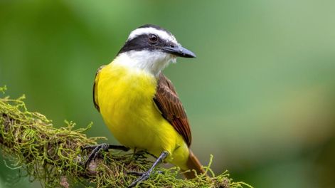 La presencia continua de este pájaro cerca del jardín de casa puede ayudar a mantenerlo libre de plagas sin recurrir a productos químicos.