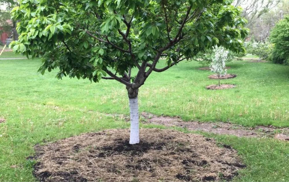 Esta mezcla protege el suelo, reduce la aparición de malezas y favorece un crecimiento más equilibrado tanto en árboles jóvenes como en ejemplares ya establecidos.