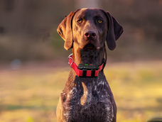 Este collar es retirado del mercado europeo por una serie de irregularidades.&nbsp;