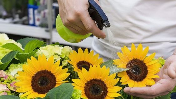 Esta fórmula natural resulta práctica para cuidar girasoles sin químicos fuertes.