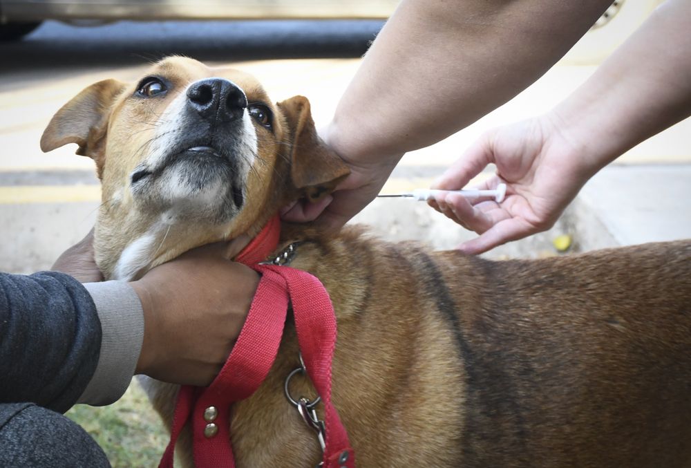 Medicamentos humanos y su uso en animales: tras la polémica en dos veterinarias, qué dicen las leyes. Foto: Imagen ilustrativa Medicamentos humanos y su uso en animales: tras la polémica en dos veterinarias, qué dicen las leyes. Foto: Imagen ilustrativa