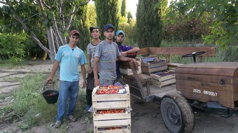 Los Andes | Los cosechadores. La familia Polkosnik le cambiaron la fisonomía a Punta del Agua y en medio de los cerros empezaron a producir cereza.