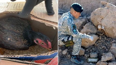 Gendarmes secuestran gallos de riña y hallan material arqueológico en dos procedimientos en San Juan.