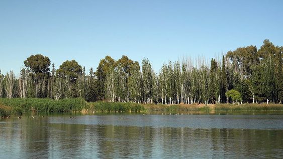 De las 43 hectáreas que rodean al embalse, 10 están cubiertas de verde.
