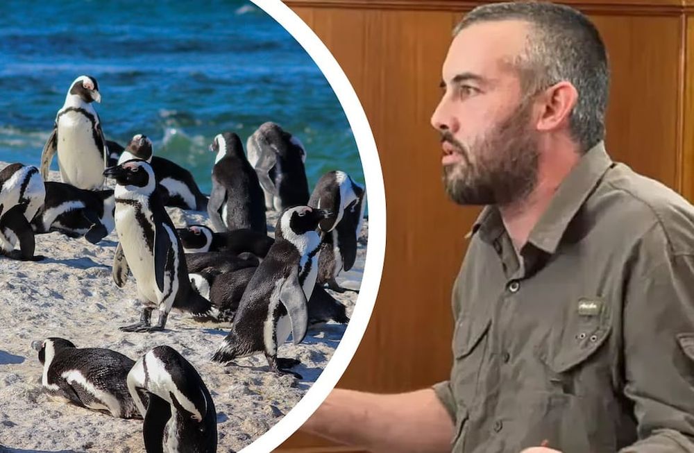Tres años de prisión condicional al productor ganadero por la matanza de pingüinos en Punta Tombo