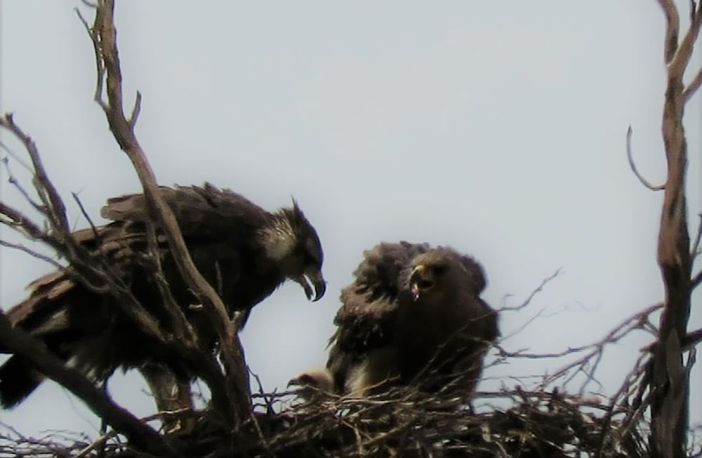 El águila coronada (Buteogallus coronatus) se encuentra en estado de conservación crítico. Foto: Gentileza