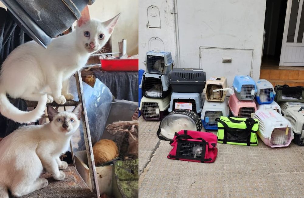 Rescataron 23 gatos de diferentes edades y todos de color blanco.