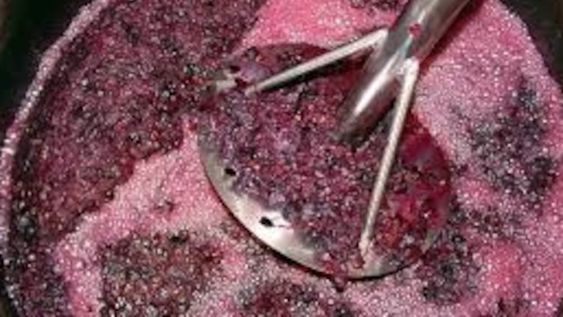 Por primera vez en la historia, en la operatoria de anticipo de cosecha ingresará la uva malbec.
