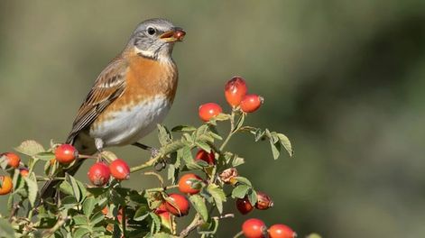 Tener esta planta en el jardín, también es una forma de disfrutar del verano con el canto de distintos pájaros.