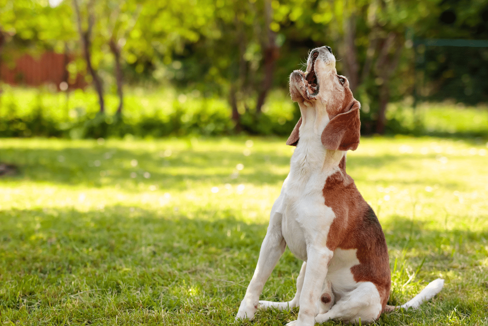 5 razas de perros que no paran de ladrar por cualquier cosa.