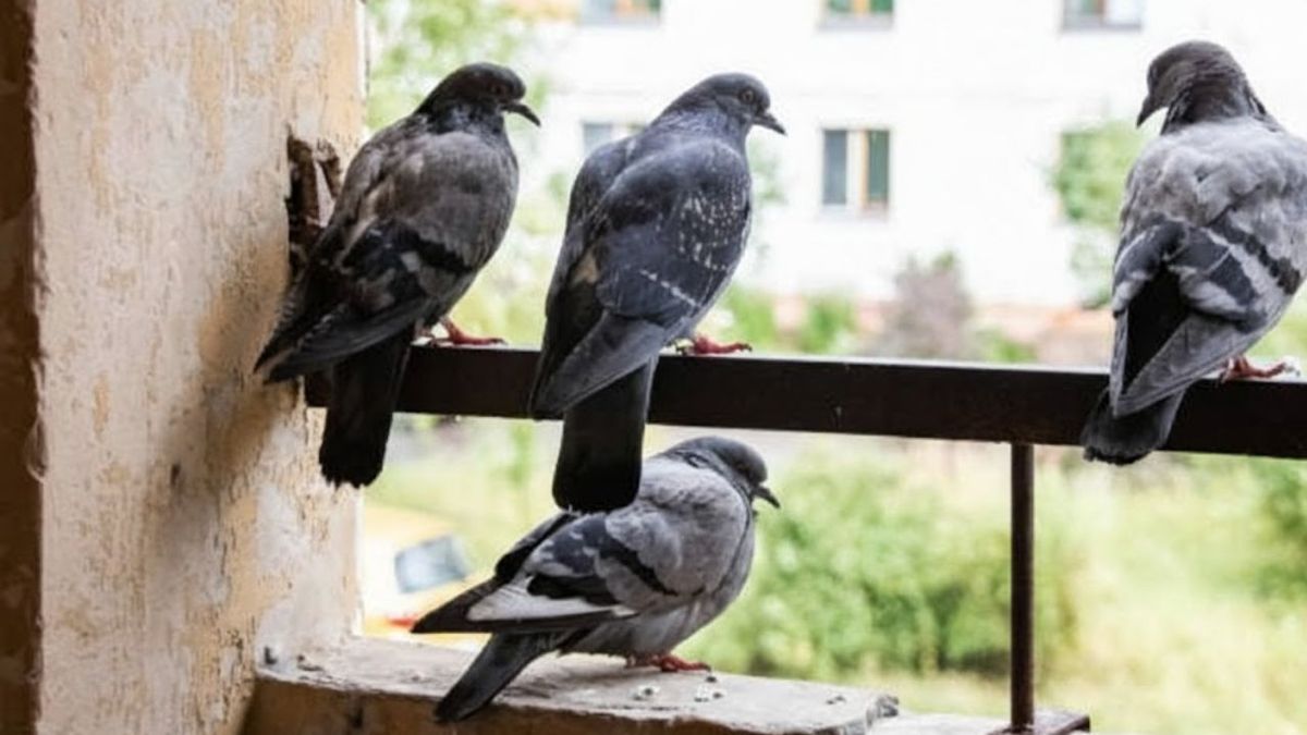 Si ves nidos de palomas en tu casa no tenés que preocuparte, te contamos por qué es una buena señal