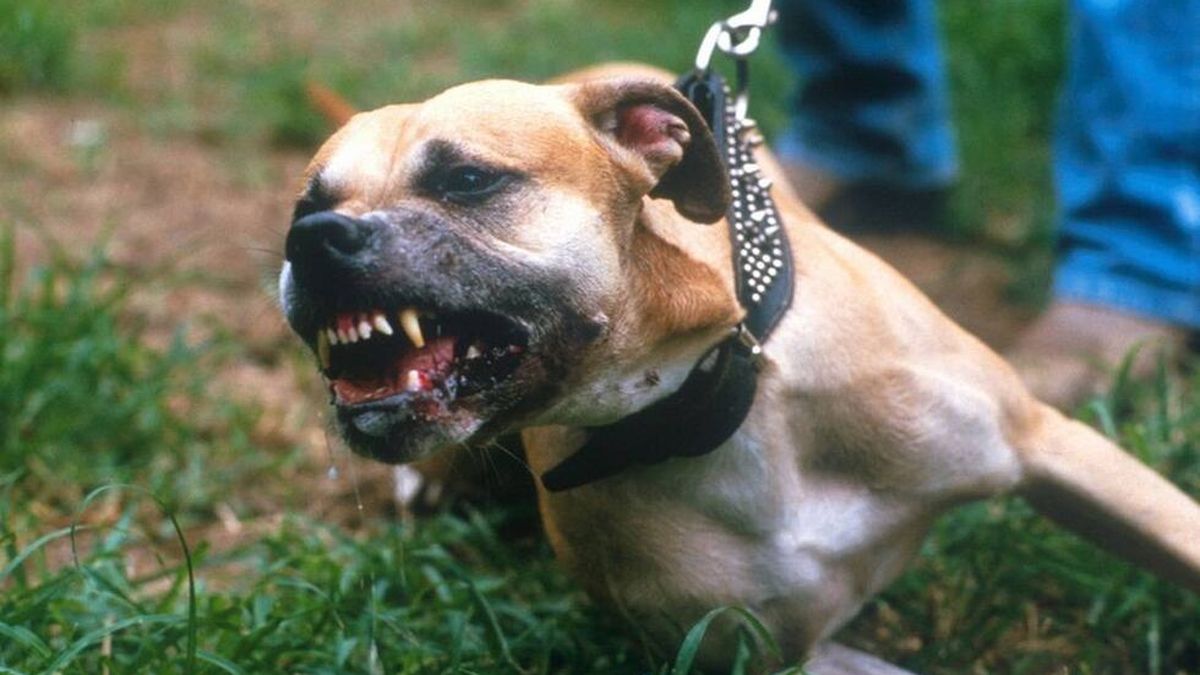 Un pitbull atacó a una niña de 6 años y quedó hospitalizada con graves heridas