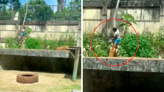Muerte en zoológico brasileño: un hombre entró al área de leones y fue atacado.