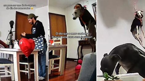 Un globo de helio, un galgo y un pequeño descuido. 