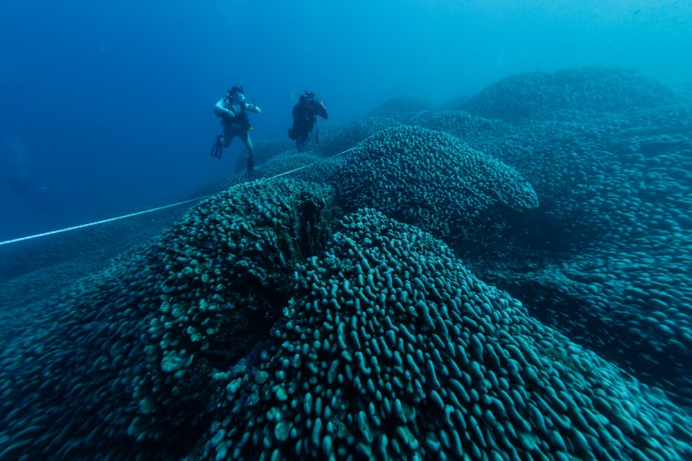 Cr&eacute;ditos: Manu San F&eacute;lix/National Geographic Mares pr&iacute;stinos.