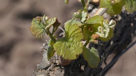 Los Andes | La nueva etapa de Mendoza Activa incluirá herramientas específicas para los productores afectados por la contingencia climática. Foto: Orlando Pelichotti / Los Andes