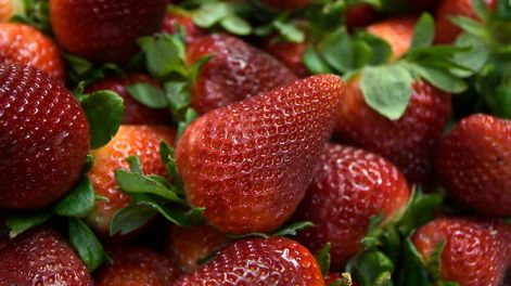 Los Andes | La frutilla es un cultivo que tiene muchas particularidades, y varios eligen hacerlo con sustrato. Foto: Orlando Pelichotti / Los Andes