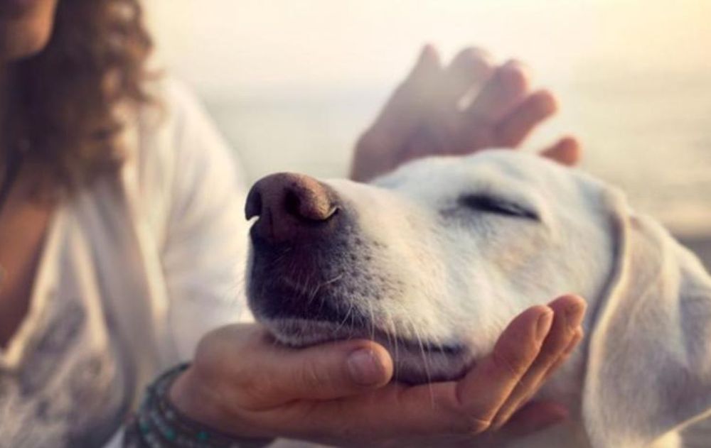 Cómo controlar la agresividad en perros y prevenir violencia, entre los cursos gratuitos disponibles online. Foto: Imagen ilustrativa