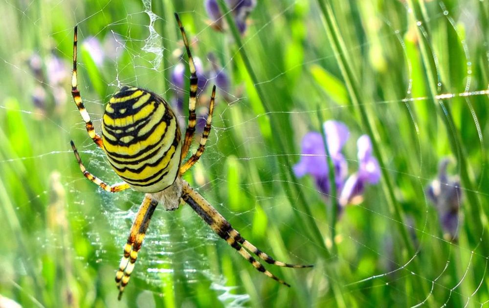 Proteger los insectos buenos es una buena idea de no usar pesticidas. Proteger los insectos buenos es una buena idea de no usar pesticidas.