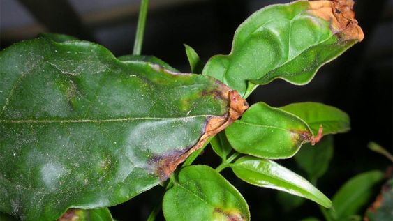 si las puntas de las hojas de tus plantas de interior se estan poniendo marrones, es por este problema concreto: la solucion