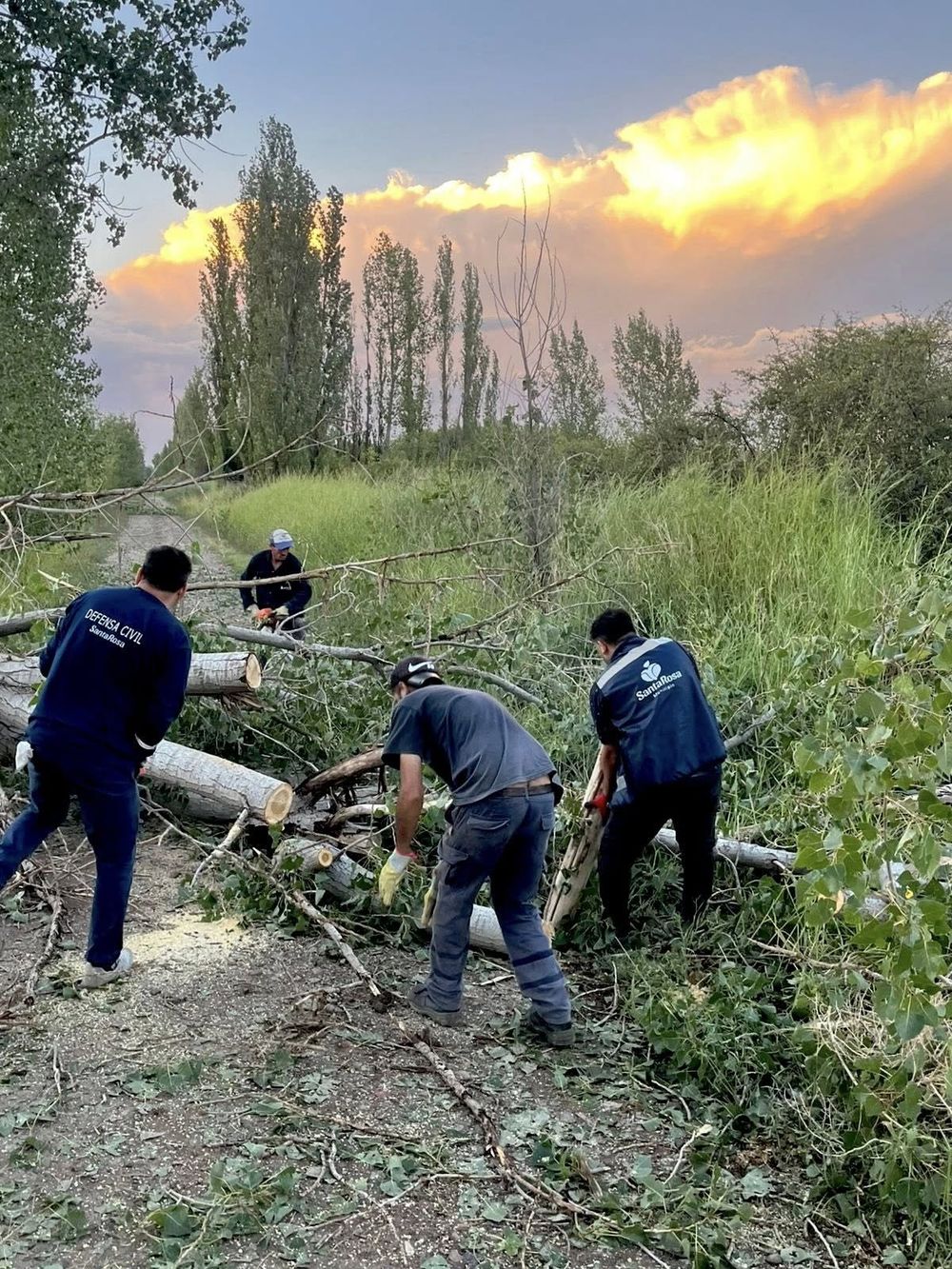 Arbolado público; municipios de Mendoza quieren hacerse cargo de la erradicación y del mantenimiento
