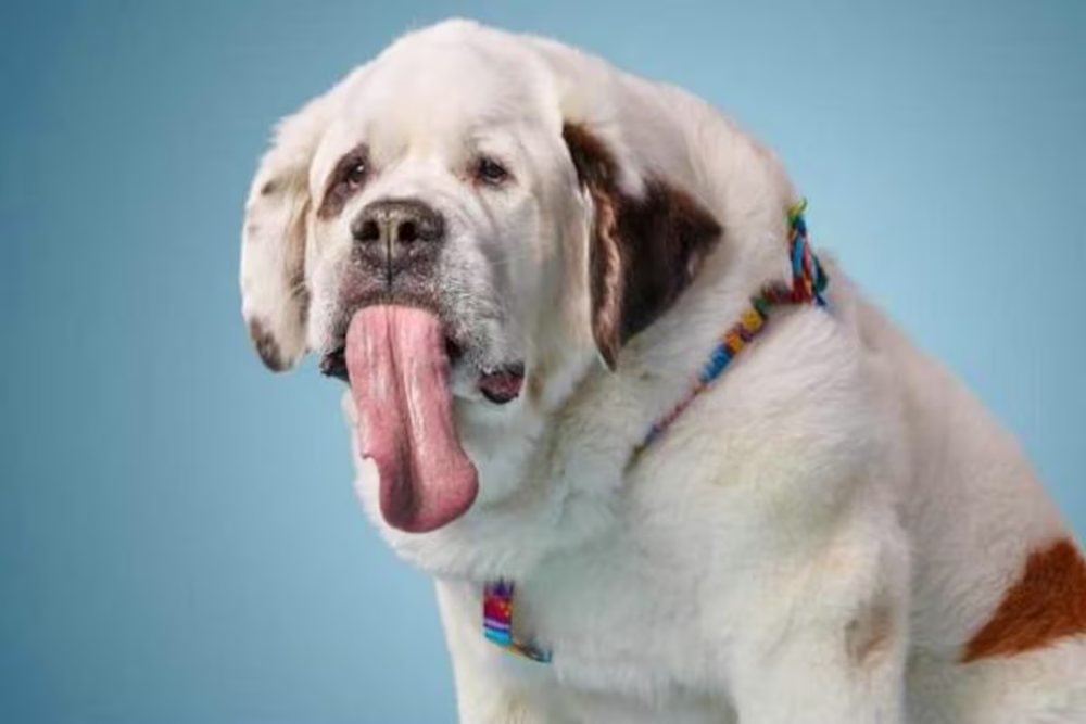 Cuáles son las 3 razas de perros con la lengua más larga del mundo