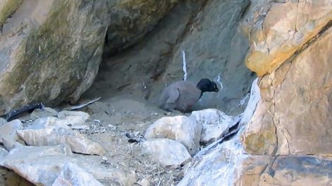 Nació un cóndor andino en el Parque Provincial Tupungato