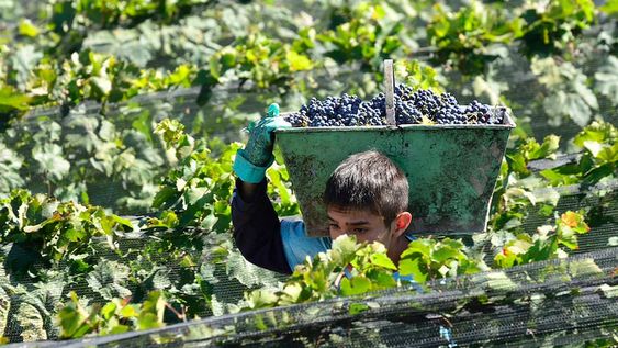 Según los expertos, el cabernet sauvignon varía muy poco en función del suelo y el clima, por lo que cuesta lograr una diferenciación de terroir clara. / Foto: Los Andes