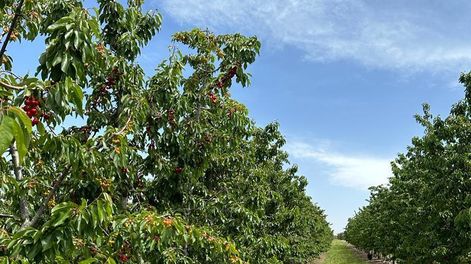 Una finca de Agrelo logró la certificación de sitio libre de Mosca del Mediterráneo y se le abren las puertas a nuevos mercados
