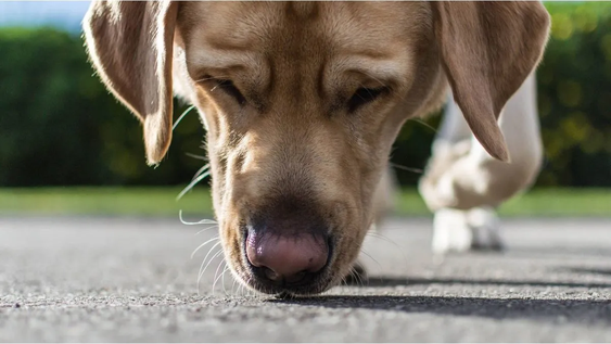 Cuáles son las 3 razas de perros con el olfato más poderoso del mundo