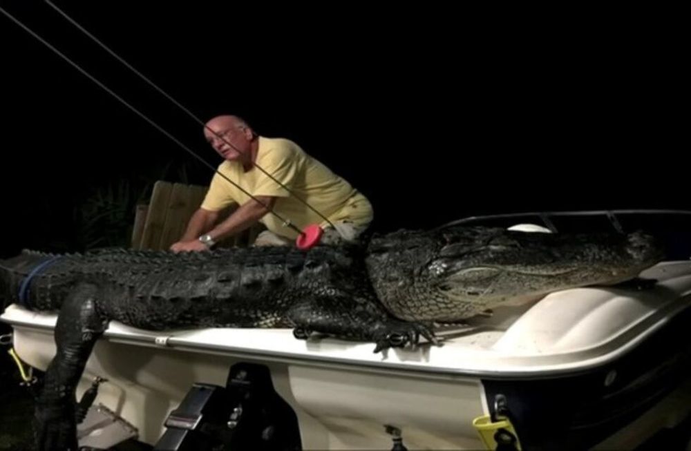 Capturaron un caimán gigante en el lago de Florida: fabricaran monederos y carteras