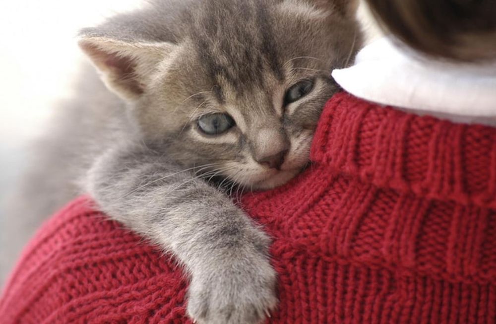 Toda la verdad sobre cómo son los gatos con sus dueños